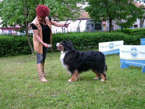 cacib_sub17_053.jpg cacib_sub17_053.jpg